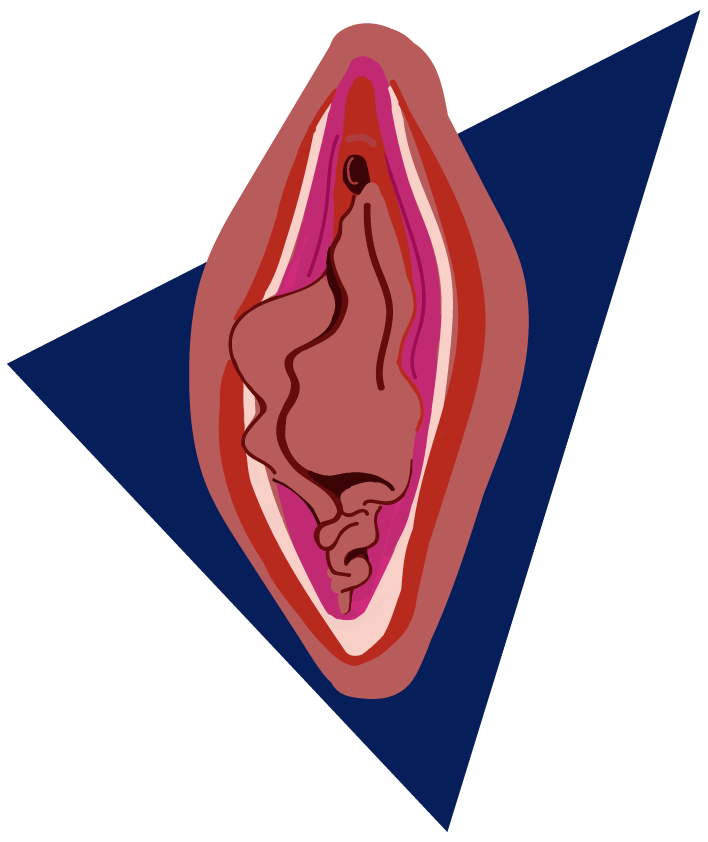 tipos de vulva bata de cola