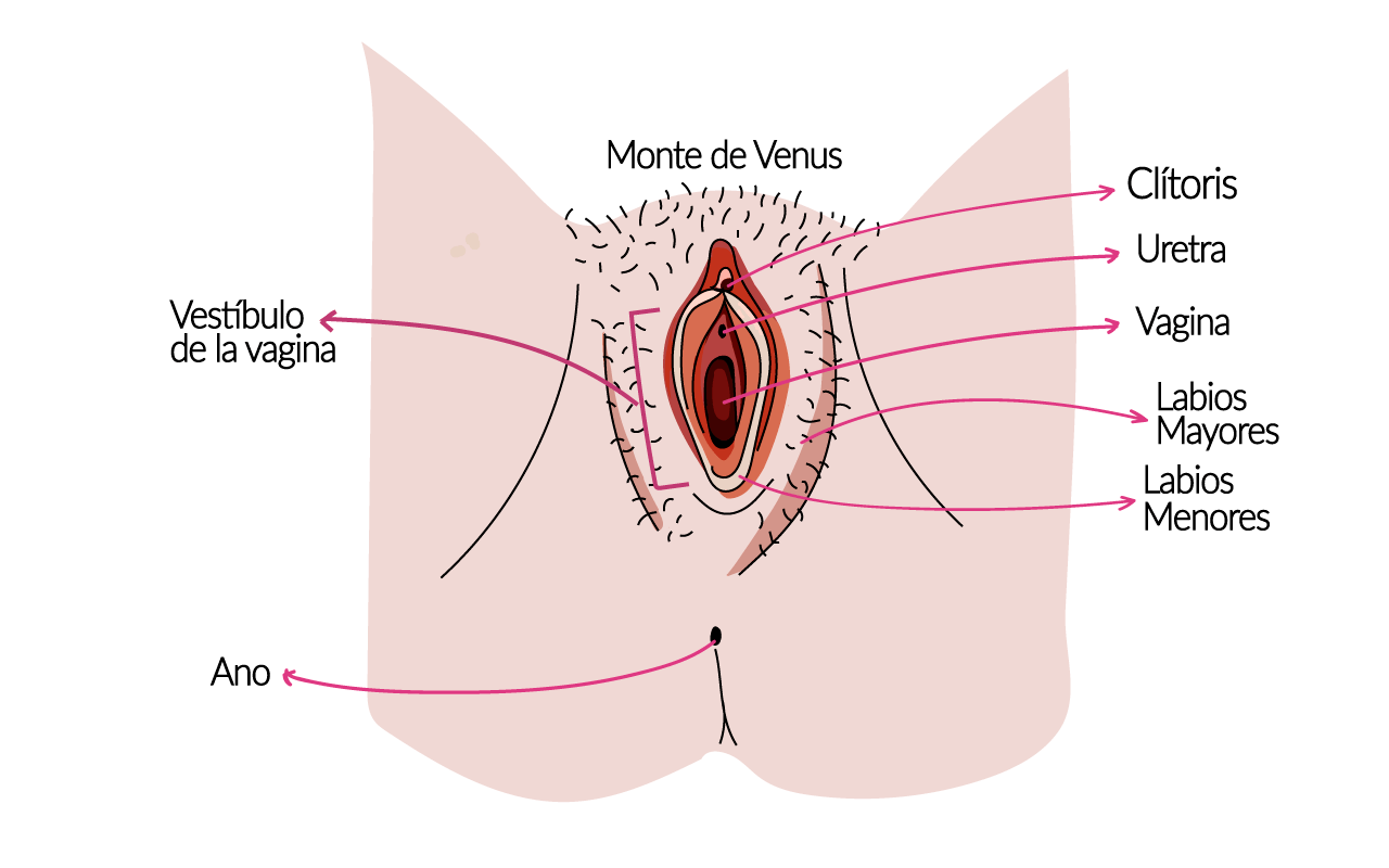 la vulva
